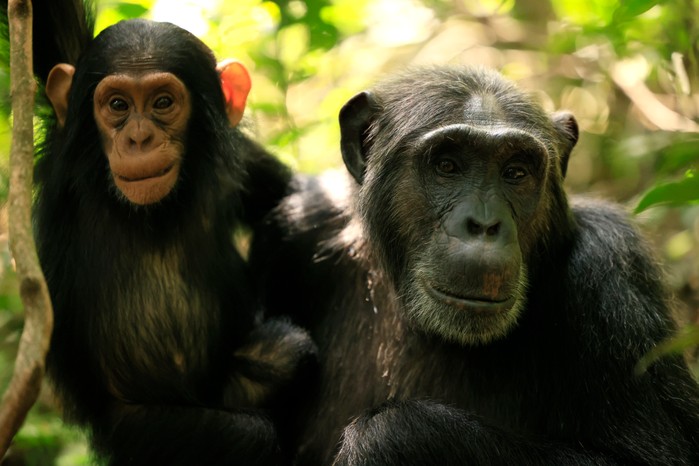An adult and baby chimp in Chimp Empire
